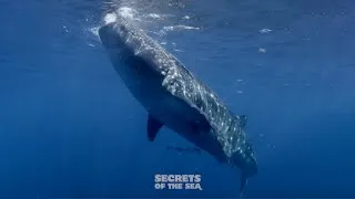 Thumbnail: Secrets of the Sea - The Wondrous Whale Shark