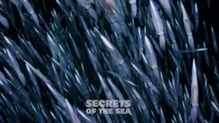 Thumbnail: Secrets of the Sea - Squid!