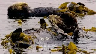 Thumbnail: Secrets of the Sea - Otters!
