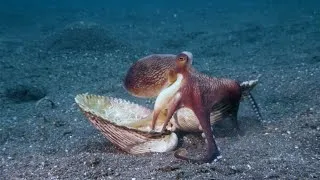 Thumbnail: Secrets of the Sea - Clamming Up With an Octopus