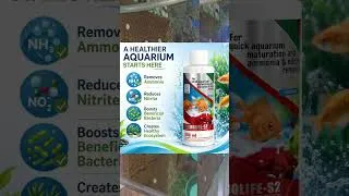 Thumbnail: My flower went to its new home. | #machlighr #aquarium #shorts #fish