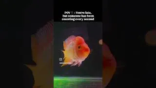 Thumbnail: Your pet is waiting for you! #waiting #fish #machlighr #explore #shorts