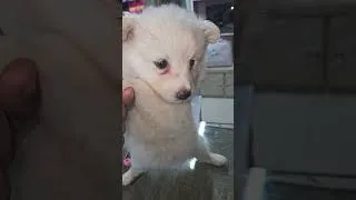 Thumbnail: puppy availble | #puppy #machlighr #dog #doglover