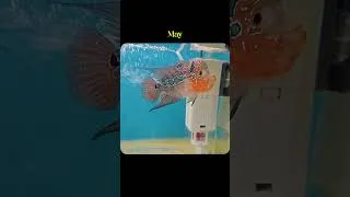 Thumbnail: Flower Horn | Machli Ghar | Abhishek Sharma  | #flowerhorn #fish
