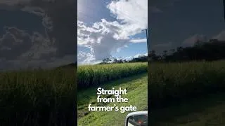 Thumbnail: Straight from the Farmer's Gate 🌾