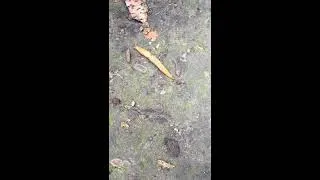 Thumbnail: Unedited Footage of a Slug