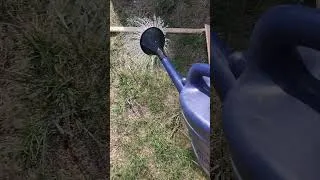 Thumbnail: Wann wird der Rasen wieder grün  - Tag 17 #challenge #garten #rasenpflege #gartentipps