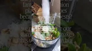 Thumbnail: Tomatoes 🤝 basil 🍅 🌿 the basil repels pests while the tomatoes provide shade for the basil leaves