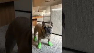 Thumbnail: BarkBox Unboxing