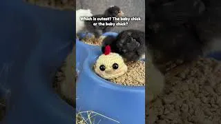 Thumbnail: My pick is the baby chick #crochet #crocheting #crochetchicken