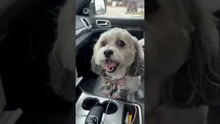 Thumbnail: first groom in a long time, what do we think! #dogs #dogshorts #groom #grooming #dogvideos
