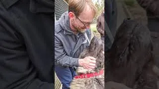 Thumbnail: 3000€ Donated to Quellenhof Passbrunn Shelter! Meet Ace & the Adorable Animals Waiting for a Home 🐾💖