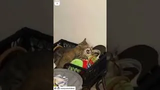Thumbnail: Cat freaks out