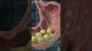 Thumbnail: The Human Digestive System: Journey of Food. #DigestiveSystem #HumanBody #ScienceVideo #Biology