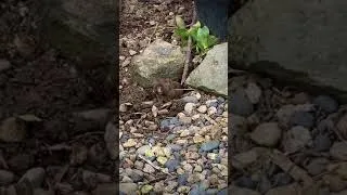 Thumbnail: The gopher.