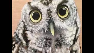 Thumbnail: Oliver the Screech owl