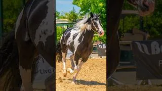 Thumbnail: Stunning Barock Pinto Show Horse Stallions!
