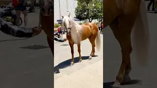 Thumbnail: Stunning Palomino Anadalusian Stallion!