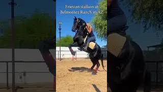 Thumbnail: Friesian Horse Rears on Command