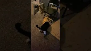 Thumbnail: #wwe #cats #wrestling #funny #pets
