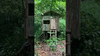 Thumbnail: shelter on a tree stump #buildshelter #bamboohousebuilding #youtubeshorts