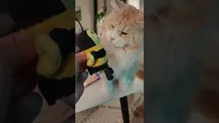 Thumbnail: Do you like bumblebees, Buster? #mainecoon #cats