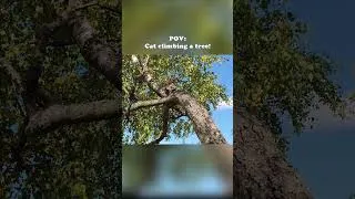 Thumbnail: POV Cat Climbing a Tree #mainecoon #cat
