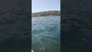 Thumbnail: Just another day on our Boothbay Inn-to-Inn adventure with porpoise frolicking around our sea kayaks