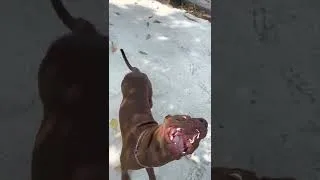 Thumbnail: #dogs #shorts Tug and war with Hulk