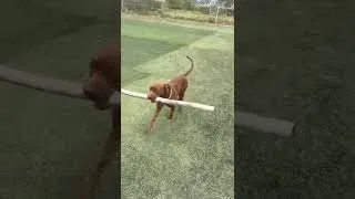 Thumbnail: #shorts #dogs Hulk vs big Stick