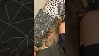 Thumbnail: #shorts #dogs  Scratching Hulk