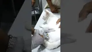 Thumbnail: From human health to animal health - #sindhgovt #ppp #Karachi