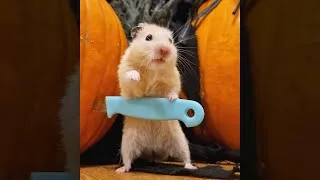Thumbnail: Never trust your pet hamster on Halloween #shorts
