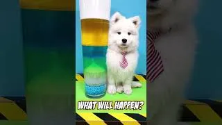 Thumbnail: Fluffy dog shows cool experiment #shorts