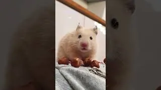 Thumbnail: NEVER TRUST your pet HAMSTER #shorts