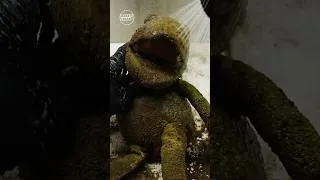 Thumbnail: Satisfying ASMR | Deep Cleaning a Filthy Frog Plushie 🐸🧼
