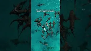 Thumbnail: Would you swim here? #maldives #travel #nursesharks