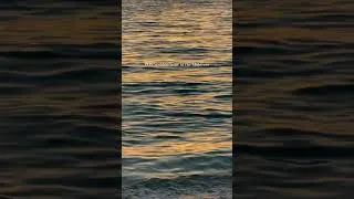 Thumbnail: Sunsets in #maldives #travel #beach #maledives