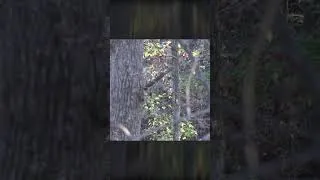 Thumbnail: "If I can snort wheeze at him, he's going to turn inside out!"....and he did! 🦌 #deerhunting