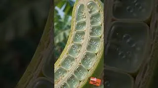 Thumbnail: केले के अंदर बीज क्यों नहीं दिखते? 🍌😲 | Banana का Hidden Science #Shorts