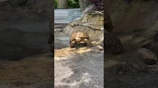 Thumbnail: What an awesome turtle, or tortoise? #turtles #everglades ￼