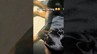 Thumbnail: My Kalu Darling Rottweiler 🥰😘
