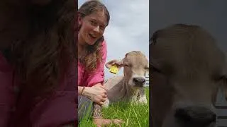 Thumbnail: Ahimsa Farm volunteer #cow