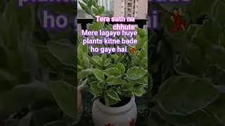 Thumbnail: Tera mera sath💃 #plants #garden #viral #ytshorts #gardening #yt #nature #viralvideo #treanding