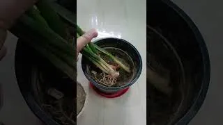 Thumbnail: snake plant ☘️ #viral #ytshorts #viralvideo #garden #plants #yt #gardening #viralshorts