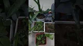 Thumbnail: mousam ka faida utha li #viral  #ytshorts #garden #plants #nature #youtubeshorts #viralshorts