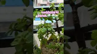 Thumbnail: Luckhnow ki Barish #viral #yt  #ytshorts #plants #gardening #garden #Barish #lucknow