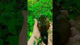 Thumbnail: BIG Bullfrog Catch N Release 🎣🐸 #bullfrog