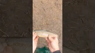 Thumbnail: First Brook Trout of the year 🎣🐟