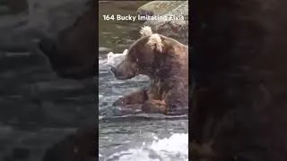 Thumbnail: Bucky wants to be Elvis. #katmai #brownbear #fatbearweek #alaska #salmon